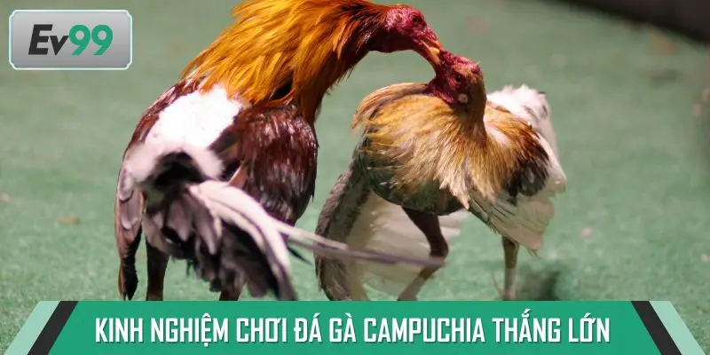 Kinh nghiệm chơi đá gà Campuchia thắng lớn 2025