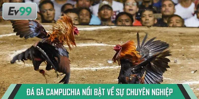 Đá gà Campuchia nổi bật về sự kịch tính và chuyên nghiệp