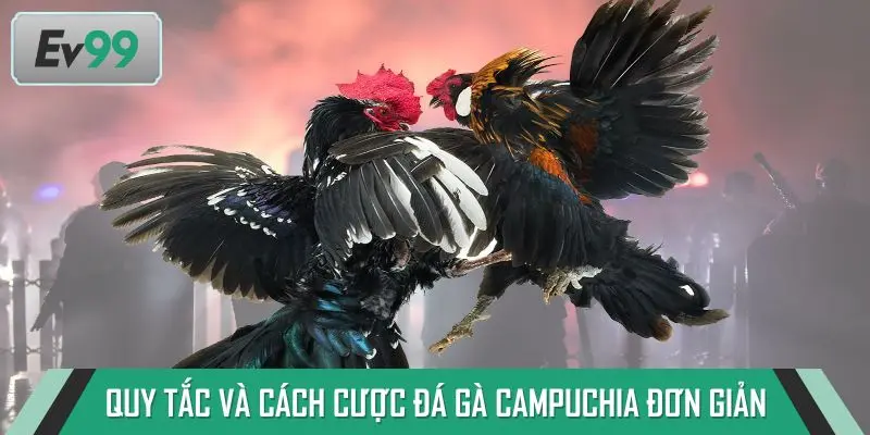 Quy tắc và cách cược đá gà Campuchia đơn giản