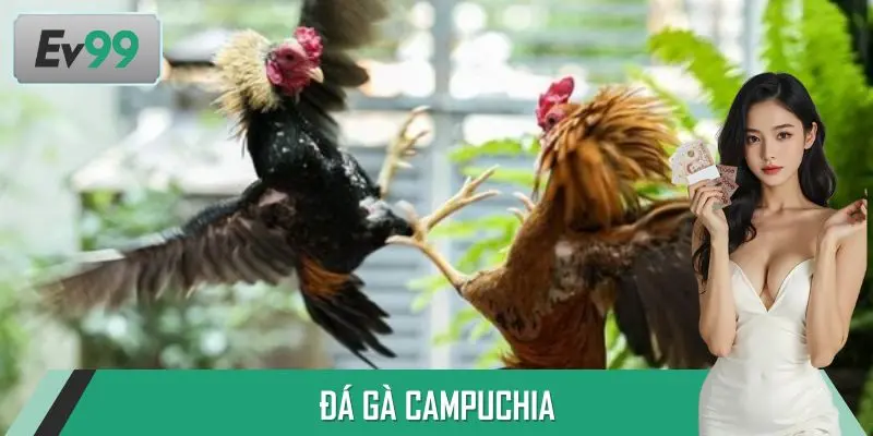 Đá Gà Campuchia - Cuộc Đấu Nảy Lửa, Phần Thưởng Hấp Dẫn