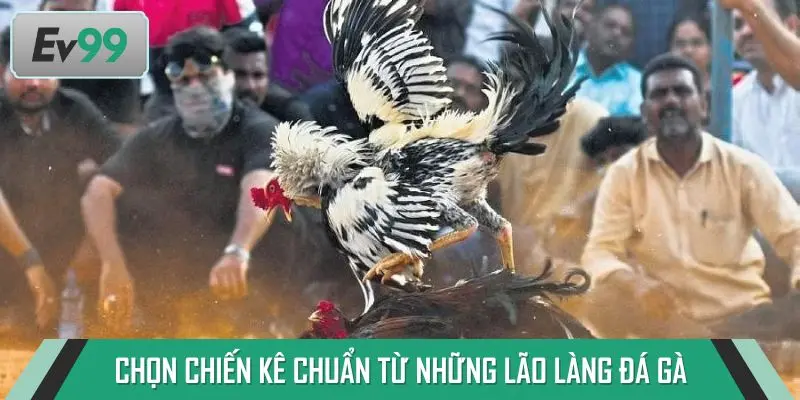 Hướng dẫn chọn chiến kê chuẩn từ những lão làng đá gà