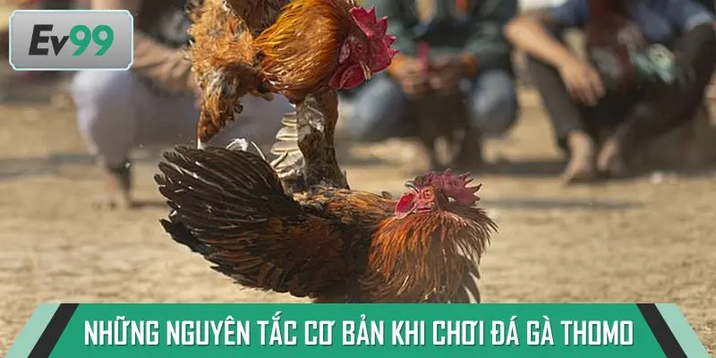 Điểm qua những nguyên tắc cơ bản khi chơi đá gà Thomo