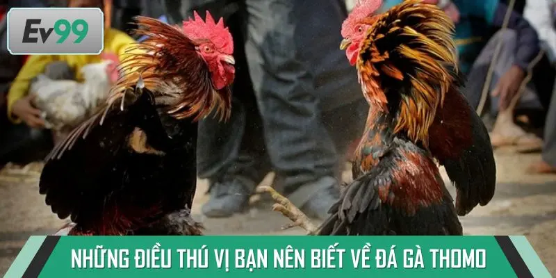 Những điều thú vị bạn nên biết về đá gà Thomo
