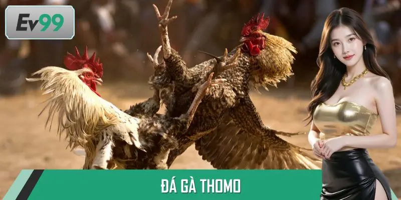 Đá Gà Thomo - Tham Gia Trực Tiếp, Thắng Lợi Dễ Dàng