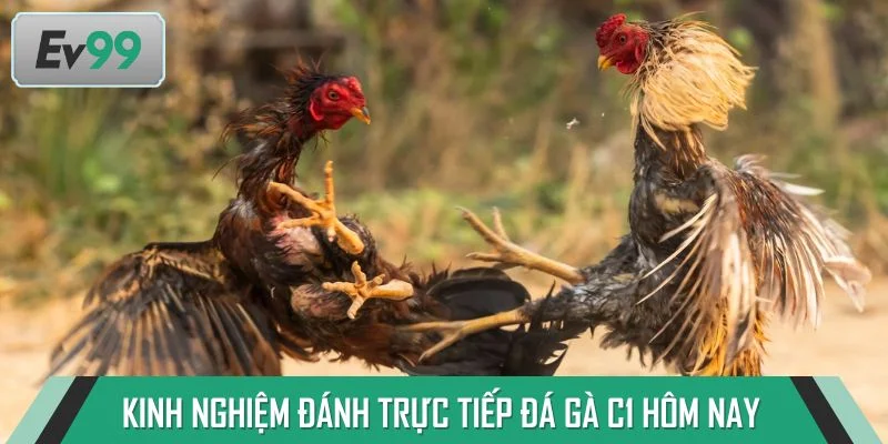 Kinh nghiệm đánh giải trực tiếp đá gà c1 hôm nay ăn tiền cao