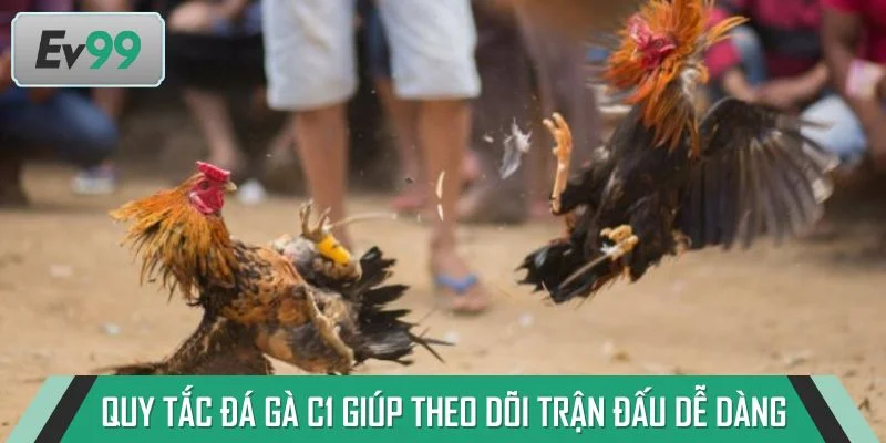 Tổng hợp quy tắc đá gà C1 giúp theo dõi trận đấu dễ dàng