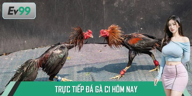 Trực Tiếp Đá Gà C1 Hôm Nay - Thưởng Thức Pha Đấu Tại EV99