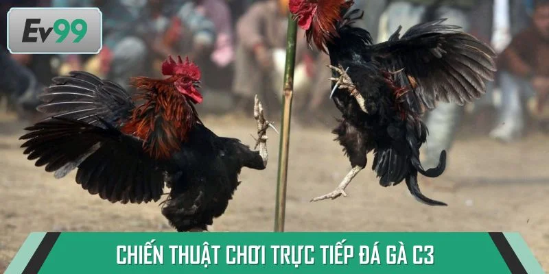 Chiến thuật chơi trực tiếp đá gà C3 giúp dự đoán chuẩn từng trận