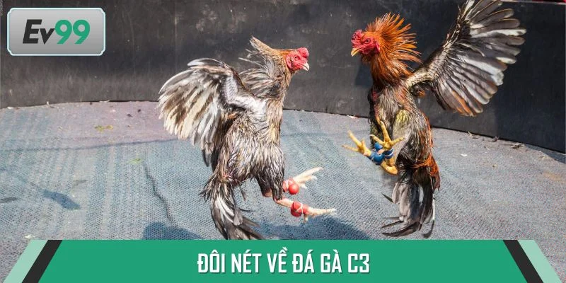 Đôi nét về đá gà C3