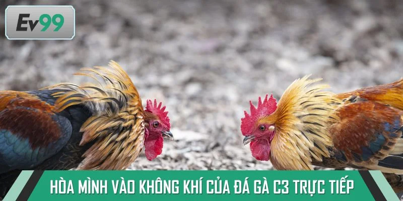 Hòa mình vào không khí sôi động của đá gà C3 trực tiếp