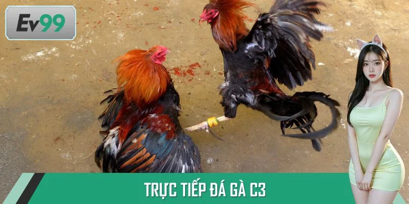 Trực Tiếp Đá Gà C3 - Thưởng Thức Trận Chọi Cực Đỉnh Mỗi Ngày